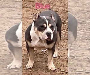 American Bully Puppy for sale in LEWISBURG, TN, USA