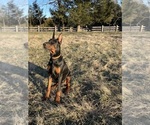 Small #3 Doberman Pinscher