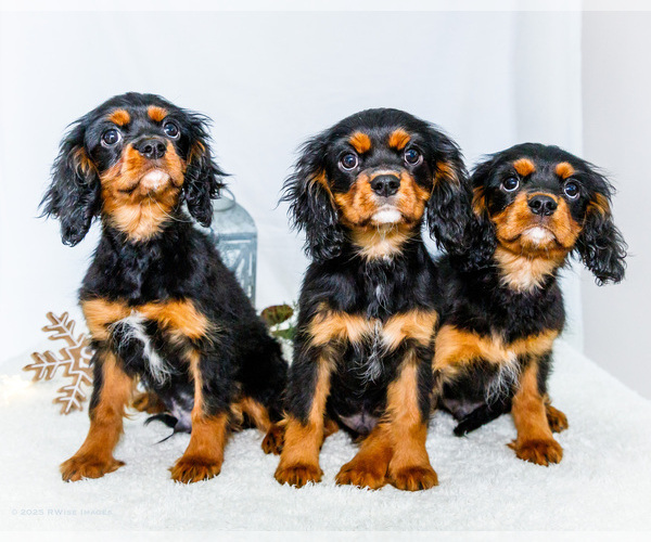 Medium Photo #1 Cavalier King Charles Spaniel Puppy For Sale in WAKARUSA, IN, USA