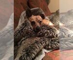 Small #2 Basenji Mix