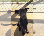 Mary Ann: Adoption pending - Female Mutt Dog for Adoption - Small photo