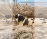 Small #13 Australian Shepherd Mix