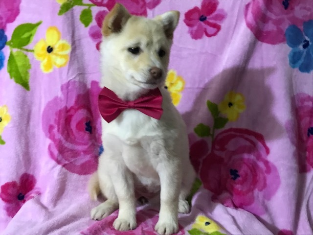 Medium Photo #3 Pom-Shi Puppy For Sale in HONEY BROOK, PA, USA
