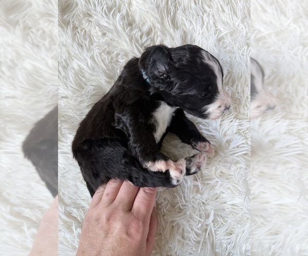 Medium Photo #55 Bernedoodle Puppy For Sale in BELMONT, NC, USA