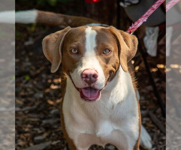 Medium Photo #5 Mutt Puppy For Sale in Canton, CT, USA