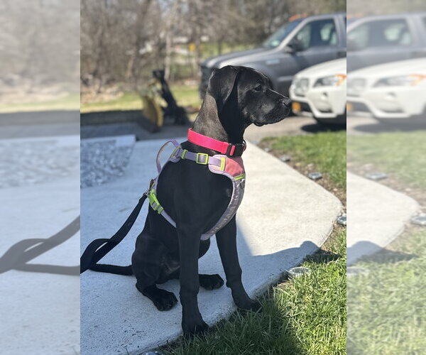 Medium Photo #2 Boweimar Puppy For Sale in Brewster, NY, USA