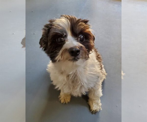 Medium Photo #2 Maltese-Poodle (Toy) Mix Puppy For Sale in Santa Clarita, CA, USA