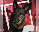 Small #3 German Shepherd Dog Mix