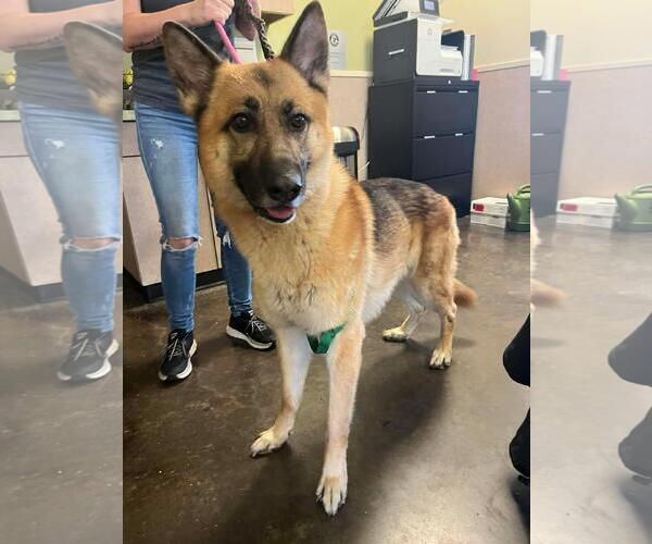 Medium Photo #1 German Shepherd Dog-Unknown Mix Puppy For Sale in Rockwall, TX, USA