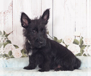 Scottish Terrier Puppy for sale in PENNS CREEK, PA, USA