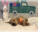 Small Photo #6 Golden Retriever Puppy For Sale in CHICAGO, IL, USA