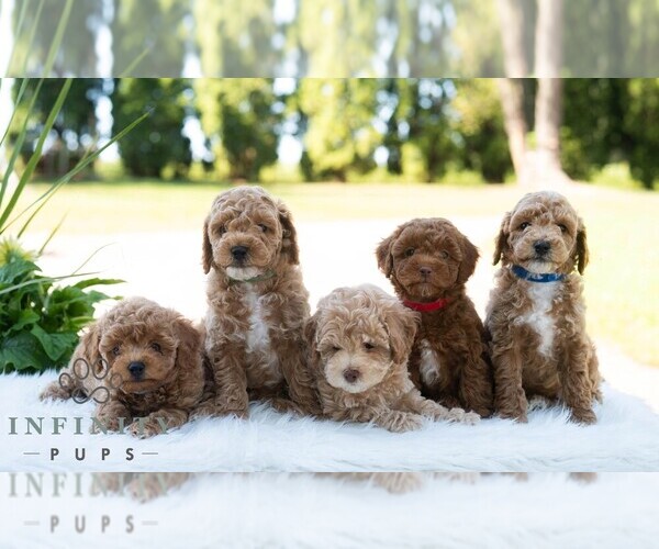 Medium Photo #2 Bichpoo Puppy For Sale in NEWPORT, PA, USA