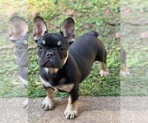 French Bulldog Puppy for sale in STOCKBRIDGE, GA, USA