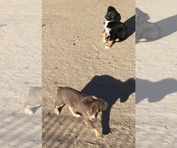 Medium Photo #15 Miniature Australian Shepherd Puppy For Sale in FORT MORGAN, CO, USA