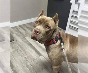 Mutt Dogs for adoption in Redlands, CA, USA