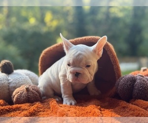French Bulldog Puppy for sale in POWHATAN, VA, USA