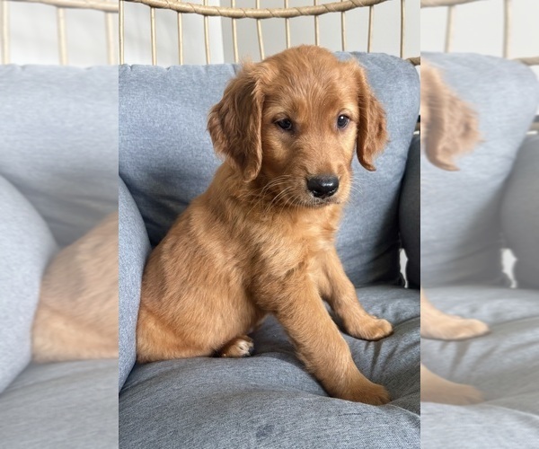 Medium Photo #8 Golden Retriever Puppy For Sale in INDIANAPOLIS, IN, USA