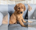 Small Photo #8 Golden Retriever Puppy For Sale in INDIANAPOLIS, IN, USA