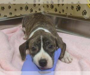 Mutt Dogs for adoption in Sacramento, CA, USA
