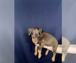Medium Doberman Pinscher
