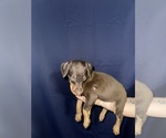 Puppy 3 Doberman Pinscher