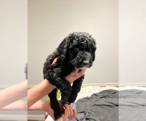 Bernedoodle (Miniature) Puppy for sale in WICHITA FALLS, TX, USA