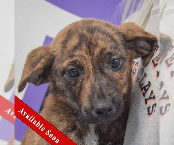 Medium Photo #1 Catahoula Leopard Dog-Labrador Retriever Mix Puppy For Sale in Huntley, IL, USA
