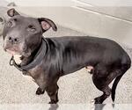 Small #1 Mutt