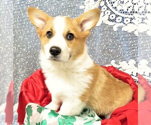 Pembroke Welsh Corgi Puppy for sale in NORWOOD, MO, USA
