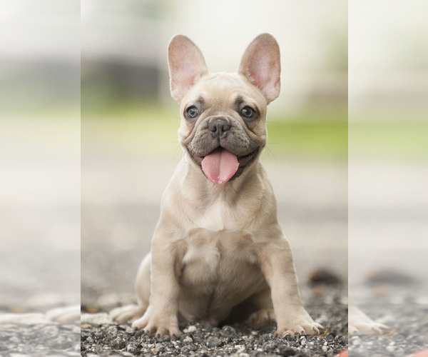 Medium Photo #9 French Bulldog Puppy For Sale in LOX, FL, USA