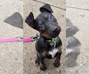 Boxer-Doberman Pinscher Mix Dogs for adoption in Clarkston, MI, USA