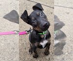 Small Photo #1 Boxer-Doberman Pinscher Mix Puppy For Sale in Clarkston, MI, USA