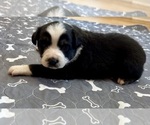 Puppy Girl 4 Australian Shepherd
