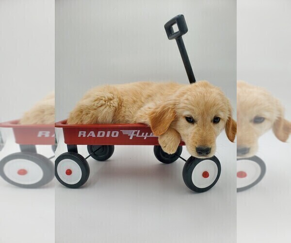 Medium Photo #2 Golden Retriever Puppy For Sale in GOSHEN, IN, USA