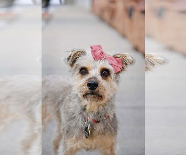 Medium Photo #4 Mutt Puppy For Sale in Sandy, UT, USA