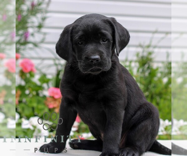 Medium Photo #4 Labrador Retriever Puppy For Sale in JONESTOWN, PA, USA
