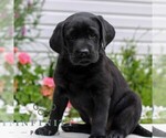 Small #3 Labrador Retriever
