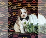 Small Photo #3 Poodle (Miniature) Puppy For Sale in BIRD IN HAND, PA, USA