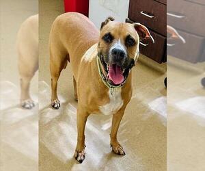 Medium American Pit Bull Terrier Mix