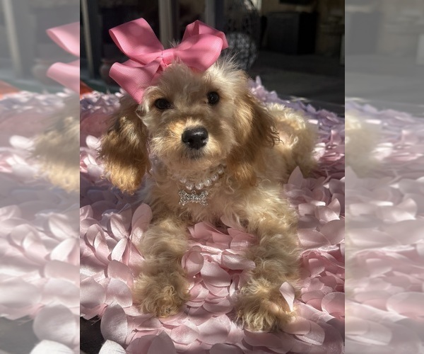 Medium Photo #52 Goldendoodle mix (+ Poodle Miniature) Puppy For Sale in MENIFEE, CA, USA