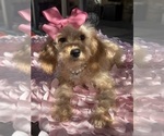 Small Photo #52 Goldendoodle mix (+ Poodle Miniature) Puppy For Sale in MENIFEE, CA, USA