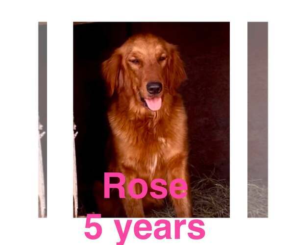 Medium Photo #6 Golden Retriever Puppy For Sale in Pacolet, SC, USA
