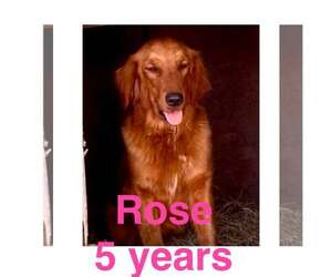 Rose Golden Jul 26 - Female Golden Retriever Dog for Adoption - Photo #6
