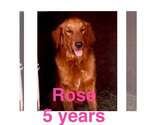 Small #5 Golden Retriever