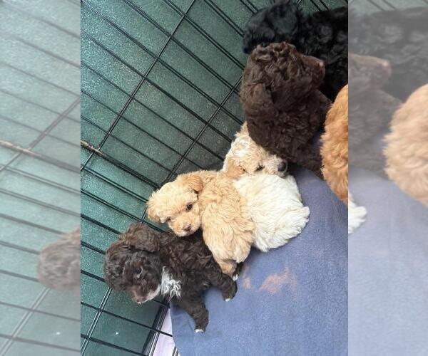 Medium Photo #3 Poodle (Toy) Puppy For Sale in TUCSON, AZ, USA