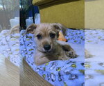 Small #1 Chiweenie