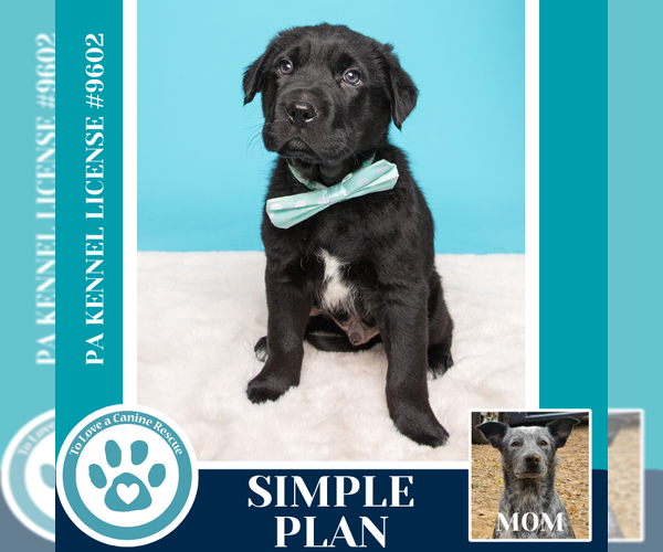 Medium Photo #7 Mutt Puppy For Sale in Kimberton, PA, USA