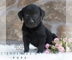 Image preview for Ad Listing. Nickname: Riley
