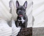 Small Photo #12 French Bulldog Puppy For Sale in BRYAN, TX, USA
