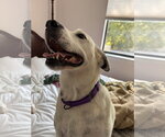 Small #5 Lab-Pointer
